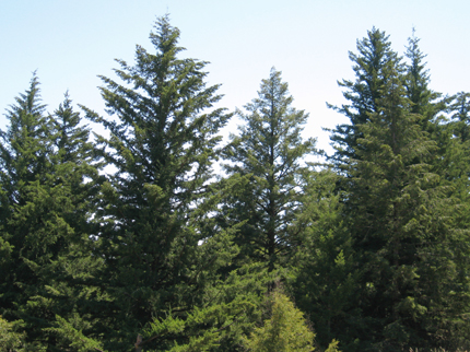 douglas-fir forest and trees