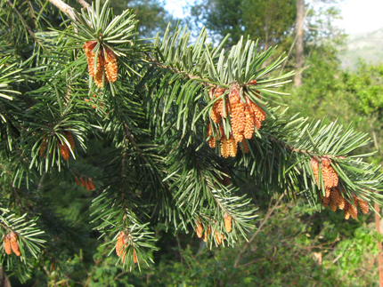douglas-fir male cones