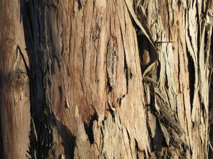 eucalyptus bark