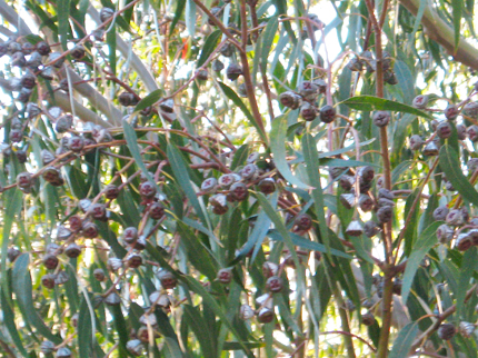 eucalyptus foliage and woody friut capsules