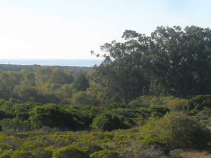 eucalyptus near Big Sur river