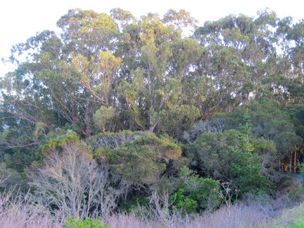 eucalyptus forest