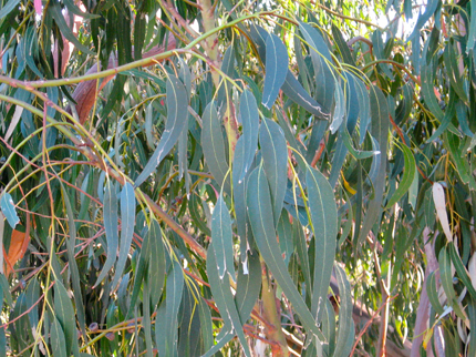 eucalyptus foliage, mature leaves