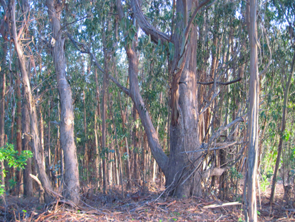 eucalyptus understory