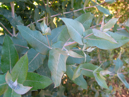 young Eucalyptus foliage