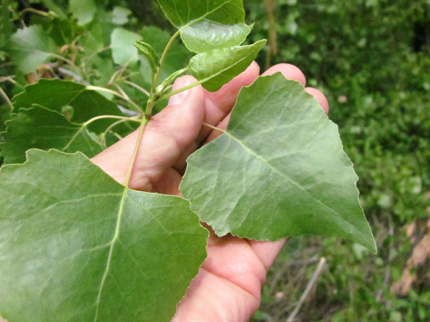 Fremont Cottonwood leaves