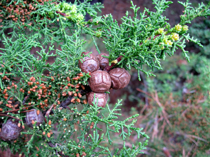 Gowen Cypress Cupressus goveniana Cones