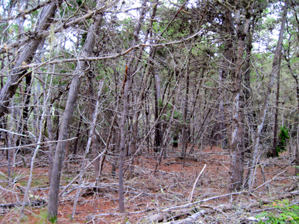 Gowen Cypress Cupressus goveniana stand