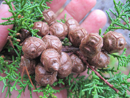 Gowen Cypress Cupressus goveniana Seed cones