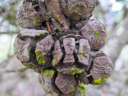 Gowen Cypress Cupressus goveniana seed cones