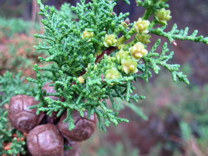 Gowen Cypress Cupressus goveniana seed cones young