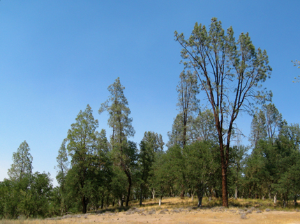 gray pine with live oaks