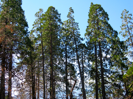 Incense Cedars