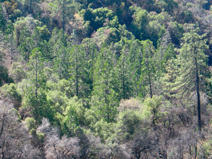 Incense cedar grove in mixed forest