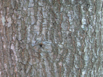 Interior Live Oak Bark