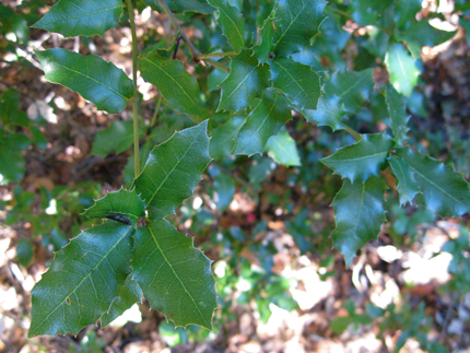 interior live oak