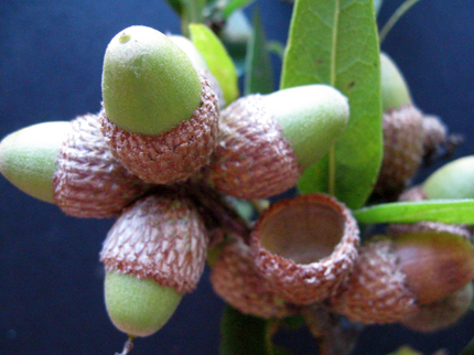 interior live oak leaf and acorns