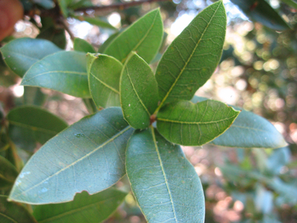 interior live oak leaves