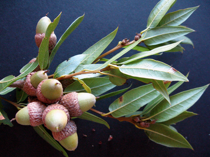 interiror live oak leaves and acorns