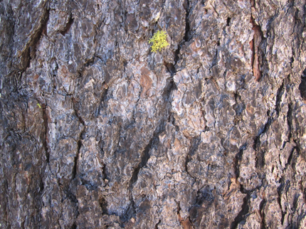 Jeffrey Pine bark