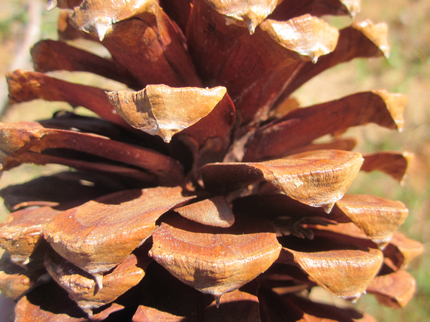 Jeffrey Pine Cone Close-up