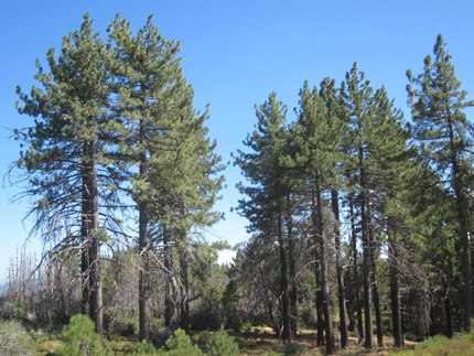 Jeffrey Pine Grove