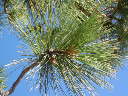 Jeffrey Pine Needles