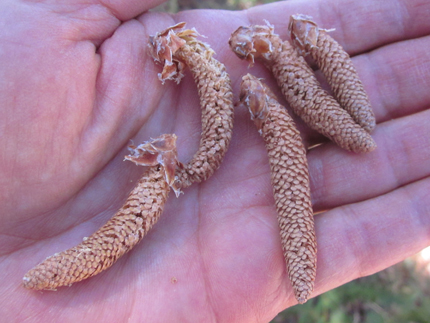 Jeffrey Pine male pollen cones