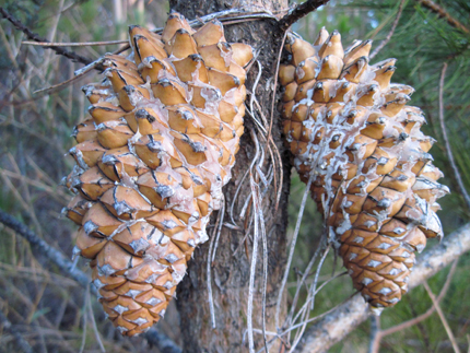 Knobcone Pine Cone