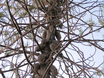 Knobcone Pine Trunk