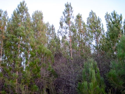 Knobcone Pine Stand