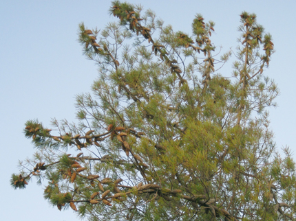 Knobcone Pine Tree