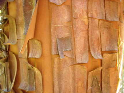 madrone bark