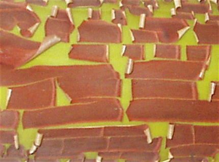 madrone bark