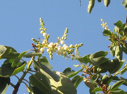 madrone flowers