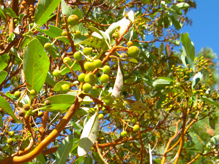 Madrone Green Brerries