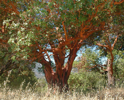 Madrone Red Bark