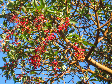 Madrone Red Berries