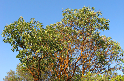 madrone tree