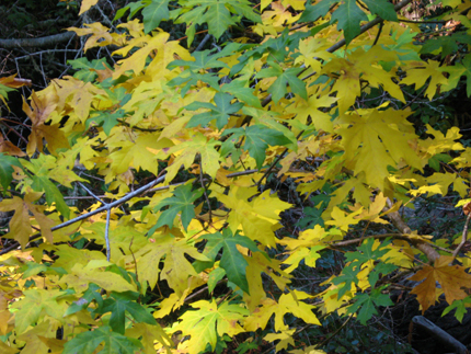 bigleaf maple in fall
