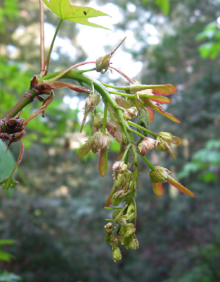 bigleaf maple flower and young seeds