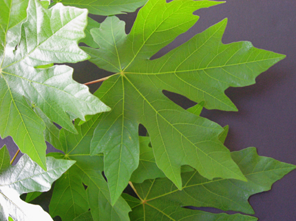 leaf of bigleaf maple