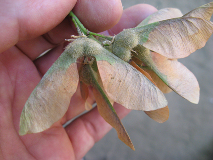 Big Leaf Maple seeds, samara