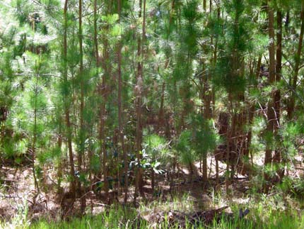 montery pine