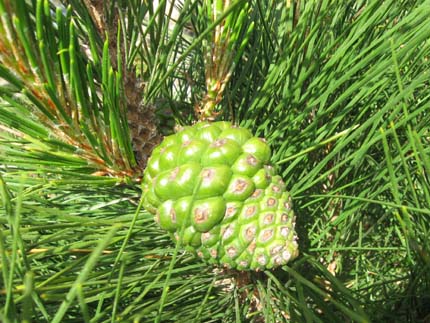 montery pine