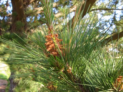 montery pine