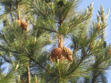 montery pine