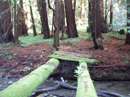 moss covered old bridge in Big Sur