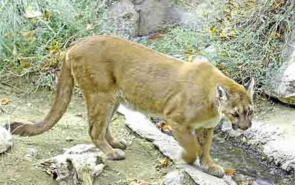 mountain lion