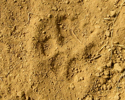 mountain lion print